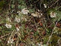 Thlaspi caerulescens 5, Zinkboerenkers, Saxifraga-Willem van Kruijsbergen