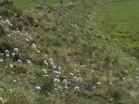 Thlaspi caerulescens 6, Zinkboerenkers, habitat, Saxifraga-Willem van Kruijsbergen