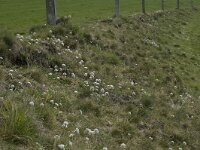 Thlaspi caerulescens 7, Zinkboerenkers, habitat, Saxifraga-Willem van Kruijsbergen