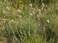 Thlaspi caerulescens 8, Zinkboerenkers, Saxifraga-Willem van Kruijsbergen