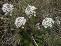 Thlaspi caerulescens ssp calaminare 10, Zinkboerenkers, Saxifraga-Willem van Kruijsbergen