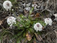 Thlaspi caerulescens ssp calaminare 11, Zinkboerenkers, Saxifraga-Willem van Kruijsbergen