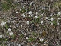 Thlaspi caerulescens ssp calaminare 12, Zinkboerenkers, Saxifraga-Willem van Kruijsbergen