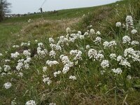 Thlaspi caerulescens ssp calaminare 13, Zinkboerenkers, Saxifraga-Willem van Kruijsbergen