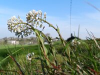 Thlaspi caerulescens ssp calaminare 14, Zinkboerenkers, Saxifraga-Rutger Barendse
