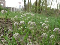 Thlaspi caerulescens ssp calaminare 15, Zinkboerenkers, Saxifraga-Rutger Barendse