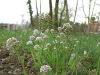 Thlaspi caerulescens ssp calaminare 16, Zinkboerenkers, Saxifraga-Rutger Barendse