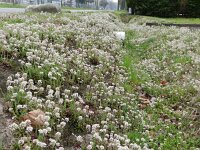 Thlaspi caerulescens ssp calaminare 17, Zinkboerenkers, Saxifraga-Rutger Barendse