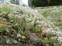 Thlaspi caerulescens ssp calaminare 18, Zinkboerenkers, Saxifraga-Rutger Barendse