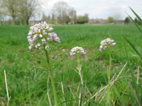 Thlaspi caerulescens ssp calaminare 9, Zinkboerenkers, Saxifraga-Rutger Barendse