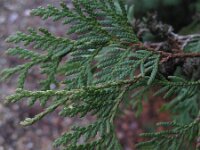 Thuja occidentalis 2, Westerse levensboom, Saxifraga-Rutger Barendse