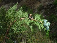 Thuja orientalis 2, Saxifraga-Jan van der Straaten