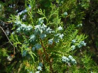 Thuja orientalis 3, Saxifraga-Ed Stikvoort