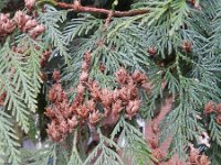 Thuja plicata 1, Reuzenlevensboom, Saxifraga-Rutger Barendse