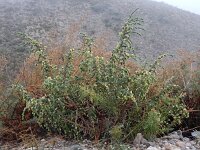 Thymelaea hirsuta 14, Saxifraga-Ed Stikvoort