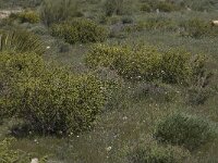 Thymelaea hirsuta 7, Saxifraga-Willem van Kruijsbergen