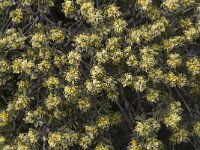 Thymelaea tartonraira 2, Saxifraga-Willem van Kruijsbergen