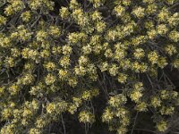 Thymelaea tartonraira 3, Saxifraga-Willem van Kruijsbergen