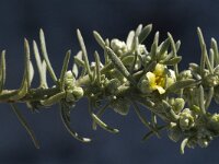 Thymelaea tartonraira ssp angustifolia 5, Saxifraga-Jan van der Straaten