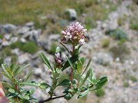 Thymus bracteosus 1, Saxifraga-Jasenka Topic