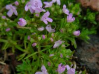 Thymus caespititius 2, Saxifraga-Ed Stikvoort