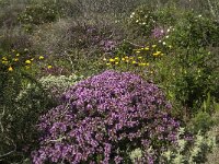 Thymus camphoratus 10, Saxifraga-Jan van der Straaten