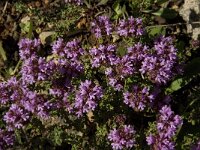 Thymus camphoratus 13, Saxifraga-Jan van der Straaten