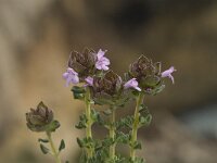Thymus camphoratus 14, Saxifraga-Jan van der Straaten