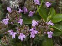 Thymus camphoratus 15, Saxifraga-Willem van Kruijsbergen