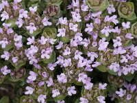 Thymus camphoratus 16, Saxifraga-Willem van Kruijsbergen