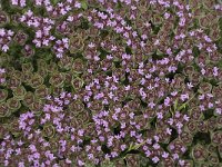 Thymus camphoratus 2, Saxifraga-Jan van der Straaten