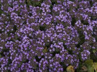 Thymus camphoratus 24, Saxifraga-Willem van Kruijsbergen