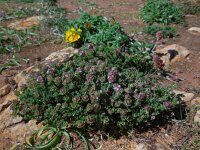Thymus camphoratus 26, Saxifraga-Ed Stikvoort