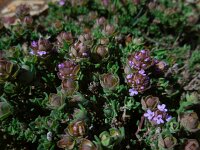 Thymus camphoratus 27, Saxifraga-Ed Stikvoort