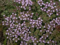 Thymus camphoratus 3, Saxifraga-Jan van der Straaten
