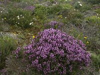 Thymus camphoratus 5, Saxifraga-Jan van der Straaten