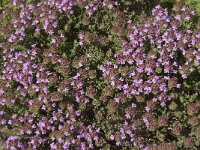 Thymus camphoratus 7, Saxifraga-Jan van der Straaten