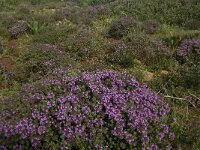 Thymus camphoratus 11, Saxifraga-Jan van der Straaten