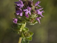 Thymus camphoratus 12, Saxifraga-Jan van der Straaten