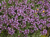 Thymus camphoratus 17, Saxifraga-Willem van Kruijsbergen
