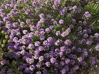 Thymus camphoratus 18, Saxifraga-Willem van Kruijsbergen