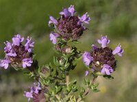 Thymus camphoratus 19, Saxifraga-Willem van Kruijsbergen
