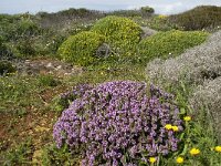 Thymus camphoratus 20, Saxifraga-Willem van Kruijsbergen