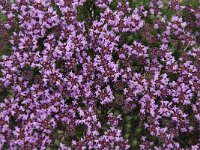Thymus camphoratus 21, Saxifraga-Willem van Kruijsbergen