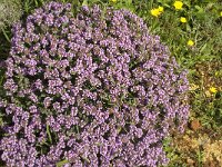 Thymus camphoratus 22, Saxifraga-Jan van der Straaten