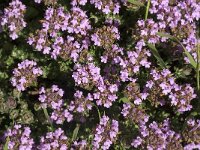 Thymus camphoratus 23, Saxifraga-Jan van der Straaten