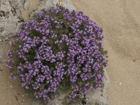 Thymus camphoratus 25, Saxifraga-Willem van Kruijsbergen