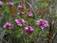 Thymus camphoratus 28, Saxifraga-Ed Stikvoort