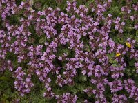 Thymus camphoratus 4, Saxifraga-Jan van der Straaten