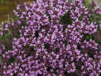 Thymus camphoratus 6, Saxifraga-Jan van der Straaten